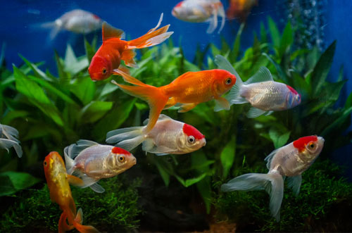 Hotel with Restaurant in Plymouth | Hotel with Bar Plymouth | Hotel with Conference Facilities Plymouth | Wedding Event Hotels Plymouth